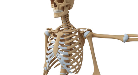 Anatomical human skeleton model for medical study and education detailed bone structure