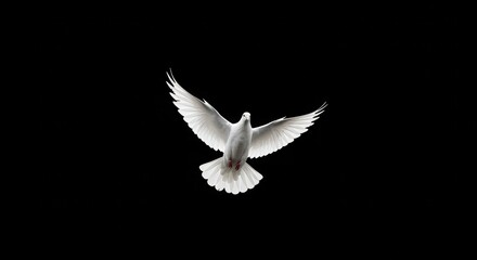 Obraz premium Elegant white dove soaring against a black backdrop symbolizes freedom, peace, and hope, perfect for faith-based projects and inspirational designs
