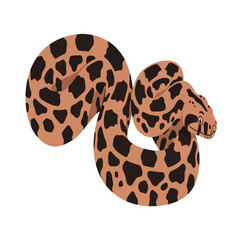 A coiled snake with a brown and black spotted pattern, isolated on white.