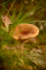 Mushroom in Mossy Woodland with Golden Autumn Tones