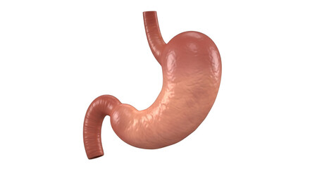 Realistic 3d render of the human stomach anatomy digestive system medical healthcare