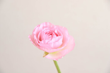 ピンクのラナンキュラス