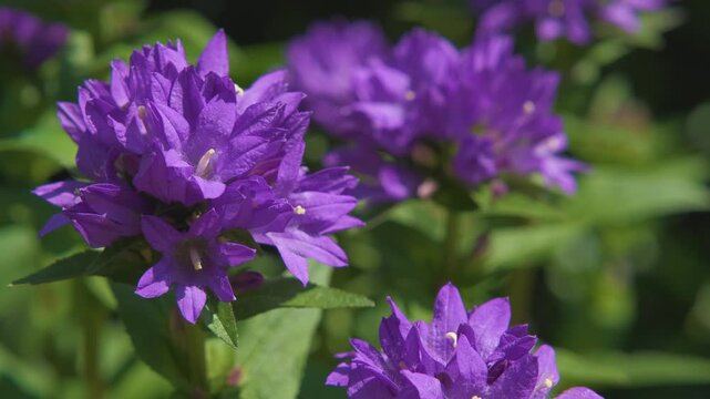 Macro close-up of clustered bellflower (Campanula glomerata) with bee collecting nectar, vibrant purple blossoms in summer sunlight with soft bokeh background
