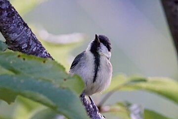 Great Tit (Parus major), Greece