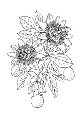 Vector illustration of passionflower (Passiflora) with leaves, exotic blossoms, and ripe fruits. Hand-drawn botanical artwork, perfect for herbal design, tropical themes, natural cosmetics packaging