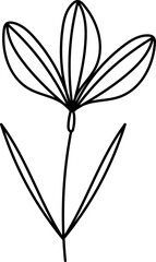 black and white butterfly