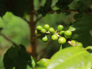 Coffee plant with green berries close-up, Cluster of fresh unripe coffee cherries on green leafy branch.