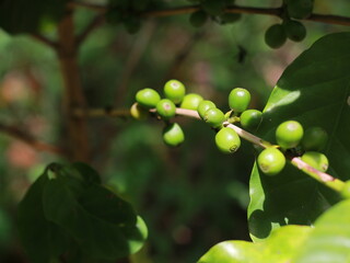 Green coffee beans on tree branch, Close-up of unripe green coffee beans growing on coffee tree branch.