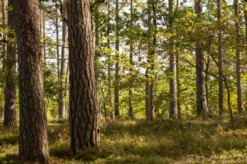 Fototapeta premium Dense Lakeside Forest in Strong Warm Light. A forest strip along the lake illuminated by strong, warm sunlight. High contrast and golden tones highlight the density of the trees 