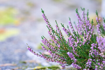 Purple heather flowers close-up, natural background in Scandinavian nature, with selective focus