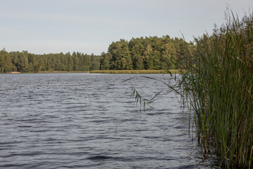 Reeds Emerging from Calm Lake Water – Nature Textures. Close shot of reeds growing directly from the lake surface. The soft reflections and muted tones emphasize calmness and texture. 