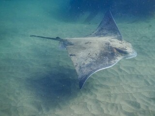 Bat Ray swims over sandy bottom in shallow water