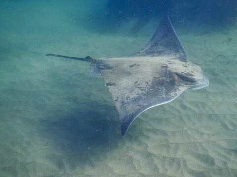 Bat Ray swims over sandy bottom in shallow water