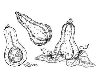 Ink sketch of butternut squash isolated on white background. Pumpkin seeds, whole pumpkin and half. Cucurbita moschata Vegetable. Hand drawn