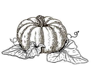 Hand drawn pumpkin with leaves and vine in sketch style isolated on white background. Thanksgiving. Plants sketches
