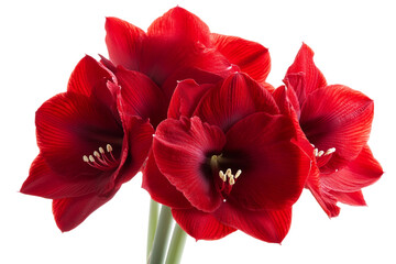 Seasonal Amaryllis Flower isolated on transparent background
