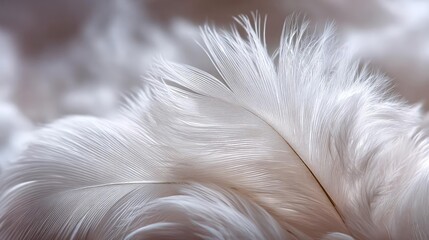 Obraz premium Closeup white feathers background for calm concept. Close-up of a delicate white feather on soft, blurred background.