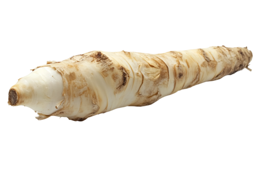 Green Bamboo Shoot isolated on transparent background