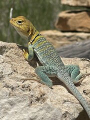 Collared Lizard on Sandstone