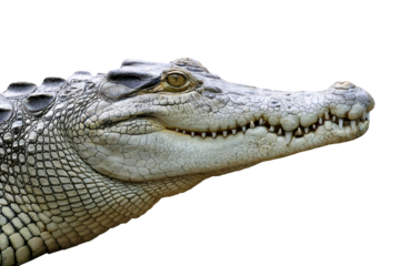 Crocodile face transparent background symbol of danger and wildlife