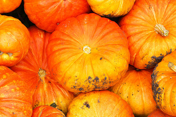 Pumpkins background. Fresh orange pumpkins closeup texture. Autumn harvest vegetables. Seasonal food for cooking. Organic farm product. Healthy lifestyle natural nutrition concept.