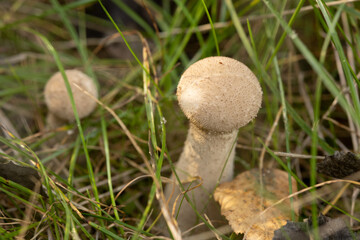 Small Puffball Mushroom Emerging from Moss. A puffball mushroom captured as it grows from lush moss. The green and beige color contrast, combined with the soft lighting, gives the image a fresh 