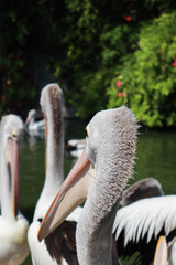 The Australian pelican is a large bird that usually lives in the water when looking for food, has a large beak and is black and white. Pelican bird in zoo Ragunan, Jakarta Indonesia