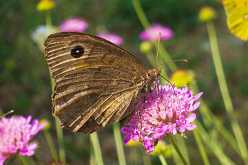 Obraz premium View to the ruins of Salona