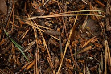 anthill in the forest macro photo