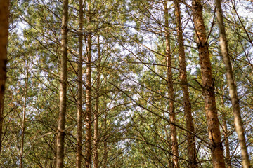 Pine Forest with Vertical Composition. Tall pine trees forming a vertical, rhythmic composition. Soft natural daylight enhances the earthy tones and gives depth to the peaceful forest scene.