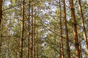 fir tree tops against a blue sky, autumn forest