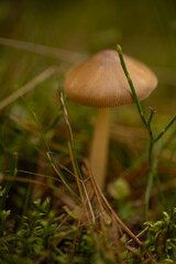 Slim Woodland Mushroom in Autumn Light. A slender mushroom standing tall amidst autumn forest textures. The image is lit with soft, diffused natural light, giving it an organic and serene atmosphere. 