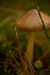 mushroom in the grass macro photo, inedible brown mushroom among the grass in the autumn forest, autumn mushrooms, beautiful mushrooms, mushroom photos