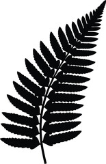 Elegant vector fern leaf illustration scalable graphic for natural designs