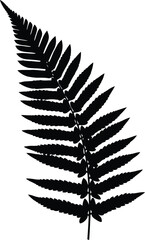 Scalable fern leaf vector illustration for nature and design projects