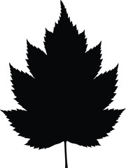 Black maple leaf vector silhouette for nature designs and autumn graphics