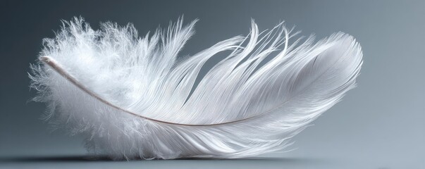 Obraz premium Closeup white feathers background for calm concept. A delicate white feather gracefully resting on a soft surface.