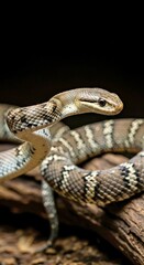 Fototapeta premium Dynamic Shot of an Astrilan Snake Striking With Incredible Precision and Speed (2).jpg