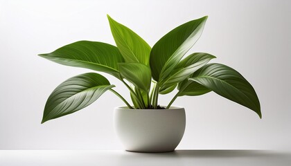 plant in a pot