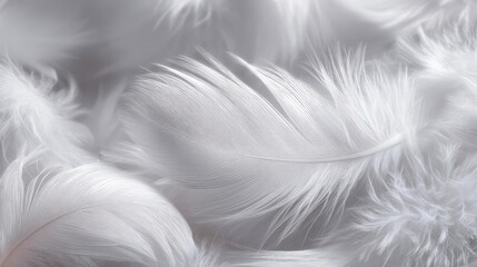 Obraz premium Closeup white feathers background for calm concept. Soft, delicate white feathers create a serene, tranquil atmosphere.