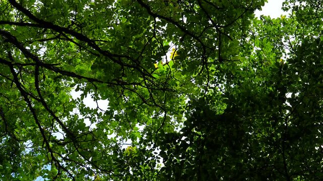 Peaceful Forest Canopy with Gentle Breeze, Green Leaves Moving, 4K Nature Footage
