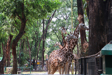 Elegant giraffe at Ragunan Zoo Jakarta Indonesia, captivating with its long neck. The beauty of nature and the tranquility of this majestic creature are the main attractions.