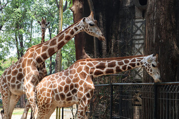 Elegant giraffe at Ragunan Zoo Jakarta Indonesia, captivating with its long neck. The beauty of nature and the tranquility of this majestic creature are the main attractions.