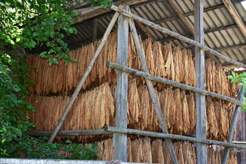 harvesting and drying of common tobacco here in Poland