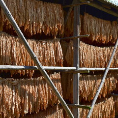 harvesting and drying of common tobacco here in Poland