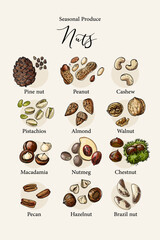 Vector poster with seasonal nuts – pine nut, peanut, cashew, pistachios, almond, walnut, macadamia, nutmeg, chestnut, pecan, hazelnut