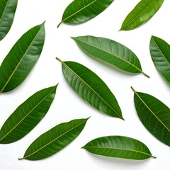 Obraz premium Flatlay of vibrant green leaves arranged on a white background