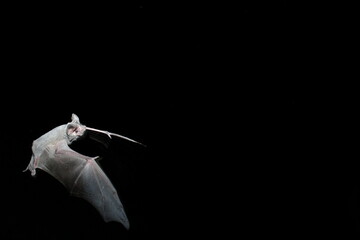 Mexican free-tailed bat in flight
