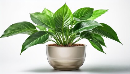 green plant in a pot