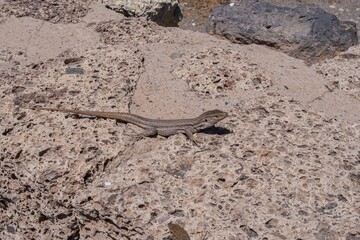 Close-up of a wild lizard resting on volcanic porous rock wall. Concept of wildlife, nature, survival, reptile behavior, adaptation, and ecological biodiversity in dry and rocky environments.